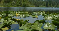 Lily Pads on Kemp Lake - Sooke BC
