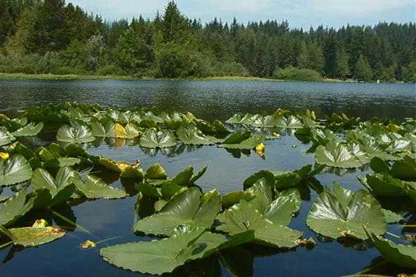 Kemp Lake